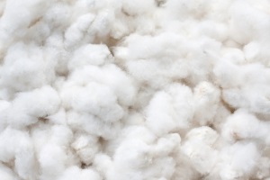 cotton blog listing image